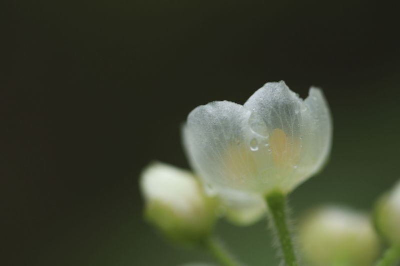 雨上がりの透明花_b0133447_17294553.jpg