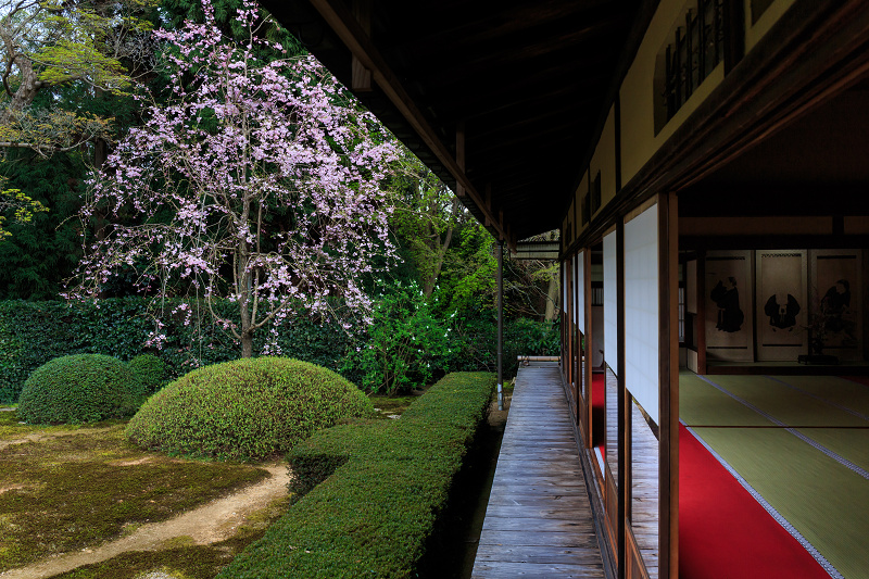 京の桜2016・雲龍院のしだれ桜_f0155048_1932221.jpg