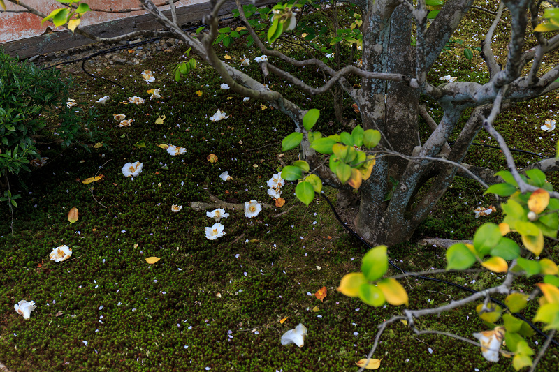 京の桜2016・雲龍院のしだれ桜_f0155048_1934837.jpg