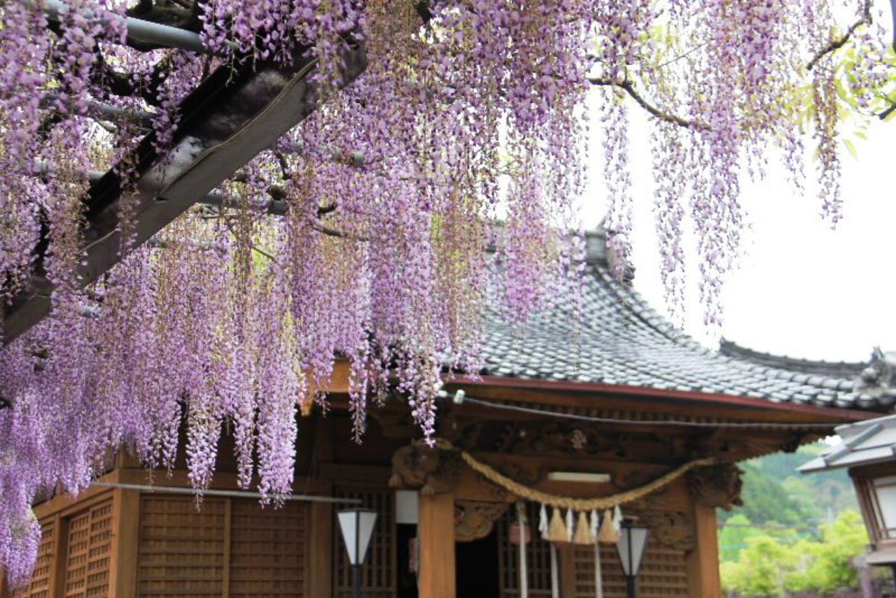 【素盞嗚神社】　国の天然記念物で樹齢620年の「黒木の大藤」_c0011649_5551086.jpg