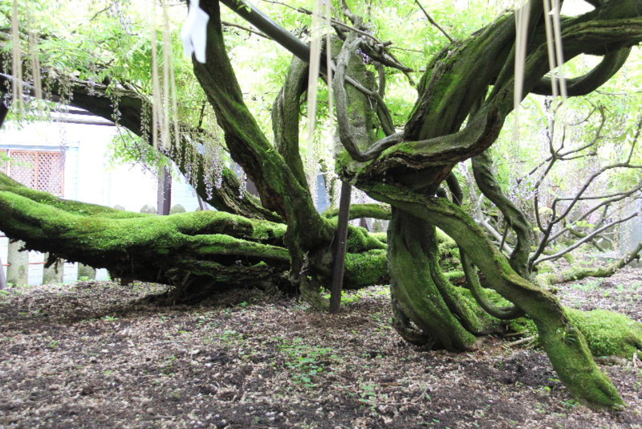 【素盞嗚神社】　国の天然記念物で樹齢620年の「黒木の大藤」_c0011649_6234892.jpg