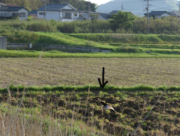 ふたりの手遊び展_f0214649_4515679.jpg