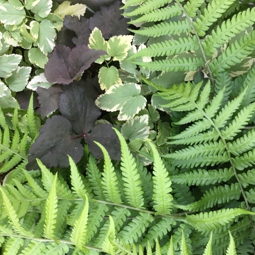 イヌシダ ／イワミツバ／ムラサキミツバ_b0079055_21510648.jpeg