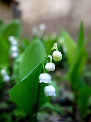 緑陰に咲く　やさしい花ばなたち・・・！_e0012055_0203387.jpg