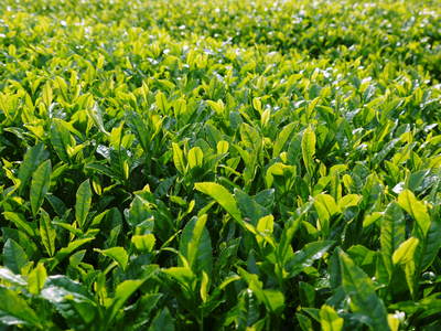 菊池水源茶　茶摘みがスタートしました！まもなく新茶の販売開始です‼_a0254656_19342215.jpg