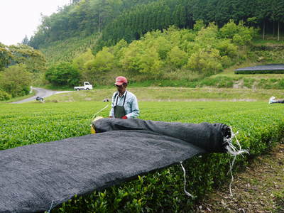 菊池水源茶　茶摘みがスタートしました！まもなく新茶の販売開始です‼_a0254656_2013568.jpg
