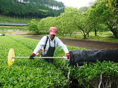 菊池水源茶　茶摘みがスタートしました！まもなく新茶の販売開始です‼_a0254656_20155224.jpg