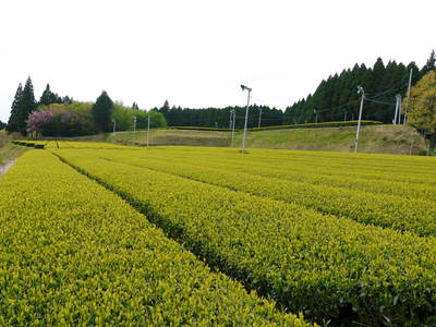 菊池水源茶　茶摘みの様子(2021)　梅雨入りが早く天気と相談しての茶摘みですが今年も良い出来です！_a0254656_201710.jpg