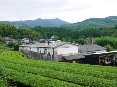 菊池水源茶　茶摘みの様子(2021)　梅雨入りが早く天気と相談しての茶摘みですが今年も良い出来です！_a0254656_20391757.jpg