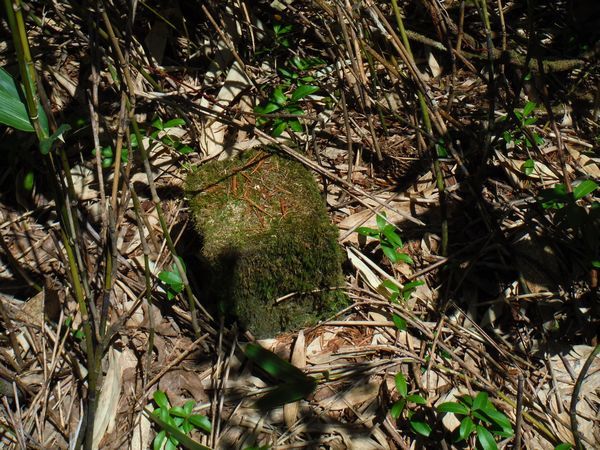 船形山北端、薬師森に蔵王権現を探す_c0294658_23123958.jpg