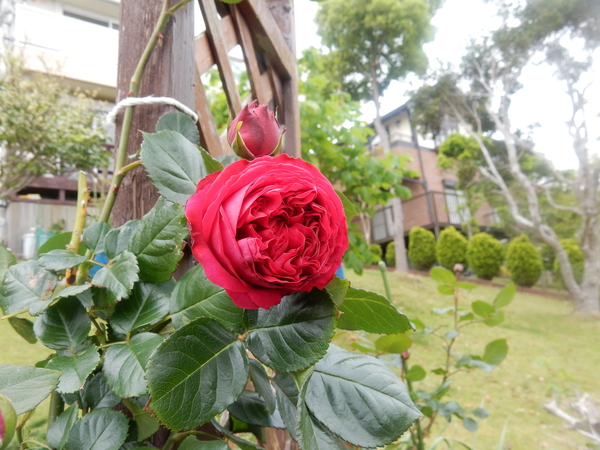 ’16,5,8(日)ジッとしていられない日!_f0060461_11111916.jpg