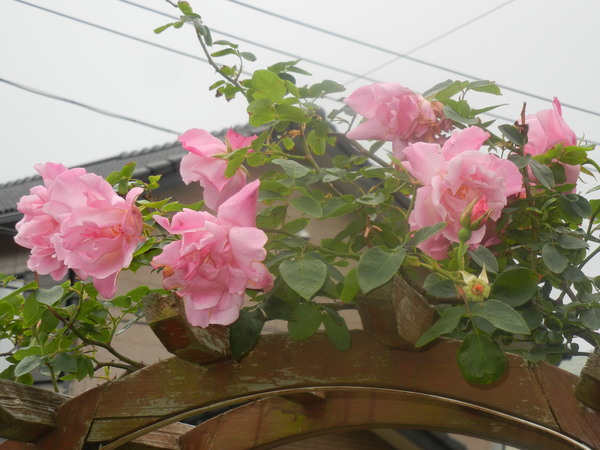 ’16,5,8(日)ジッとしていられない日!_f0060461_1191067.jpg