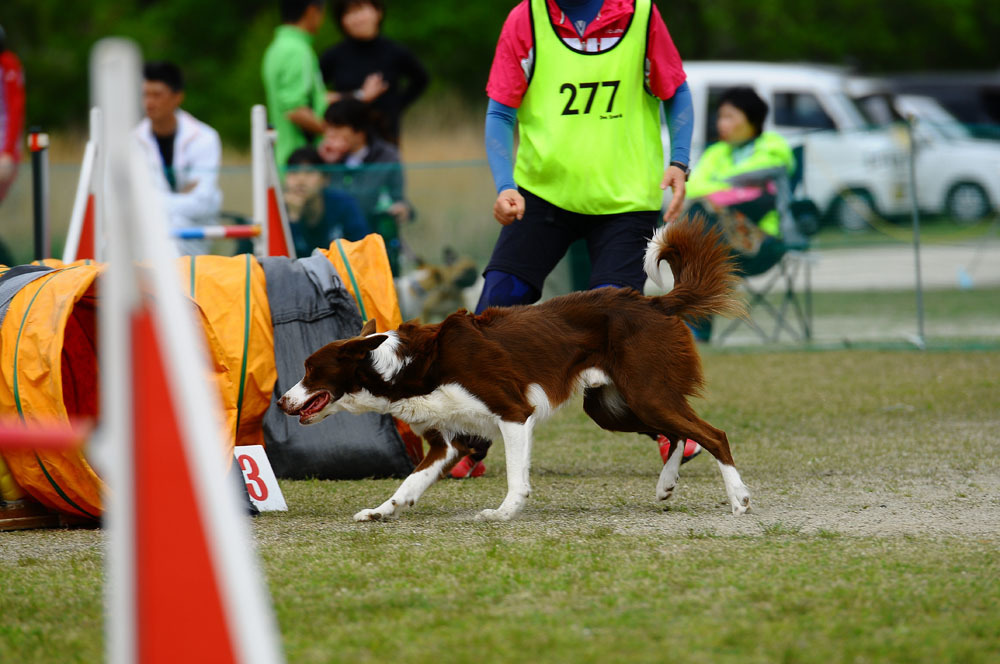 JKC福岡アペックスクラブアジリティー競技会 2016/4/16 #20_d0230464_09230160.jpg