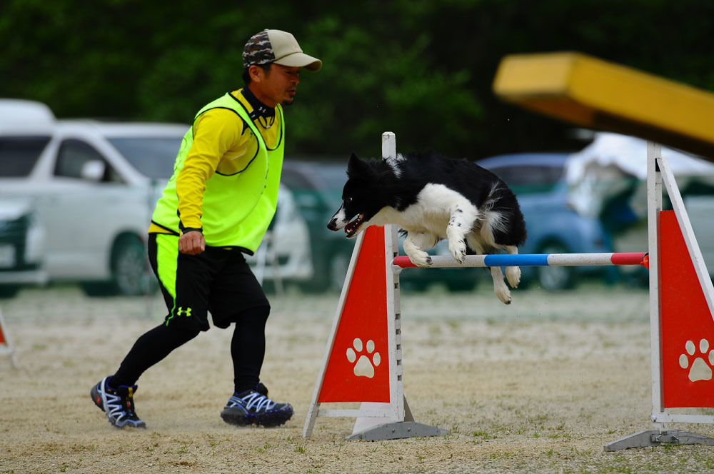 JKC福岡アペックスクラブアジリティー競技会 2016/4/16 #20_d0230464_09233945.jpg