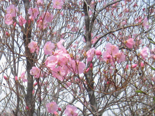 c0219866_16235196.jpg