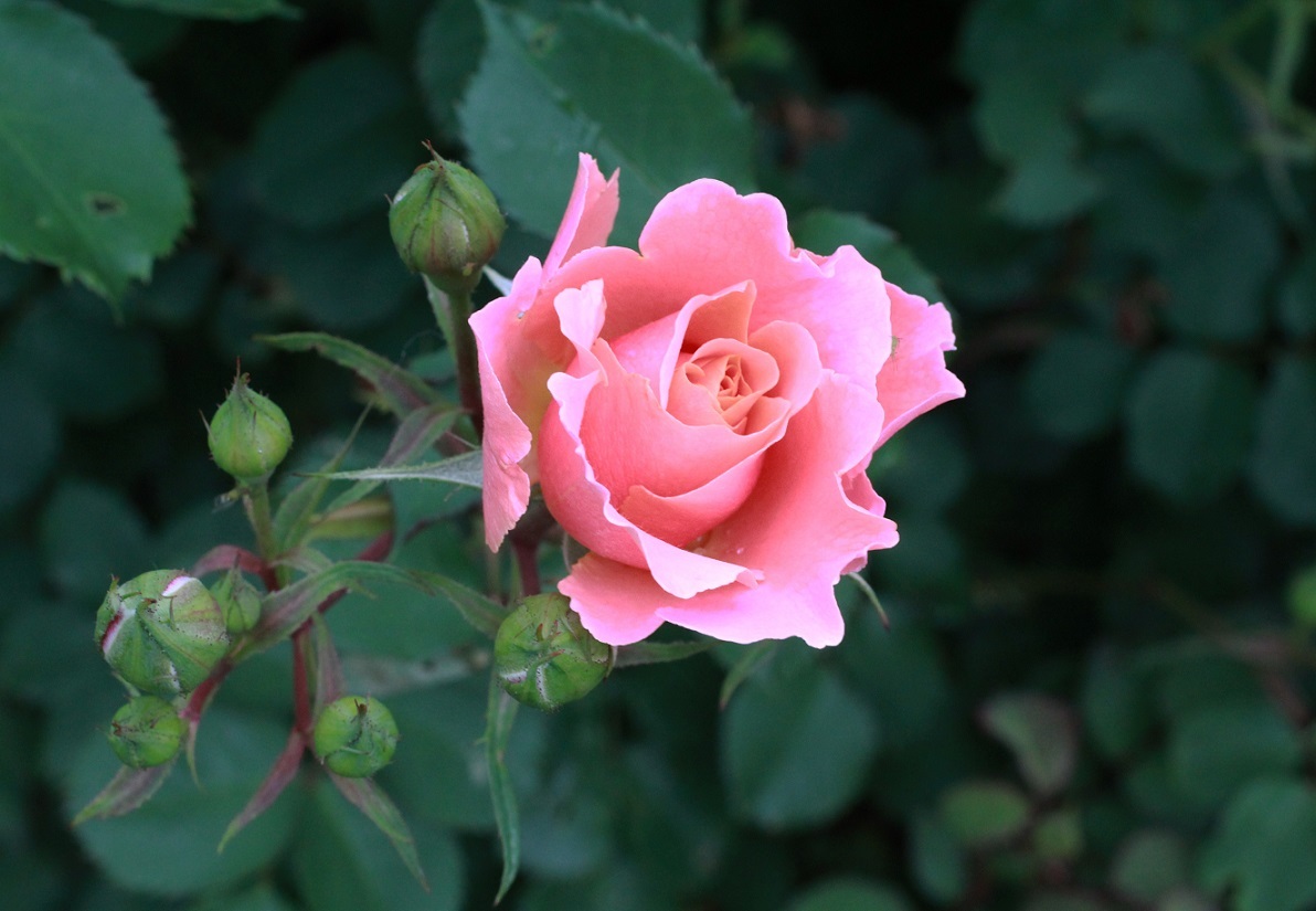 夕日が沈むオレンジ色の薔薇~サンセットグロウ~_a0107574_15211656.jpg
