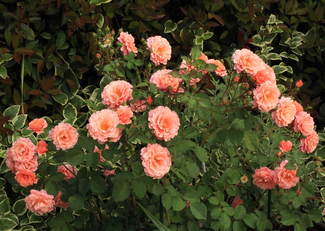 夕日が沈むオレンジ色の薔薇~サンセットグロウ~_a0107574_15242051.jpg