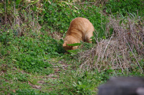 f0215179_74037.jpg