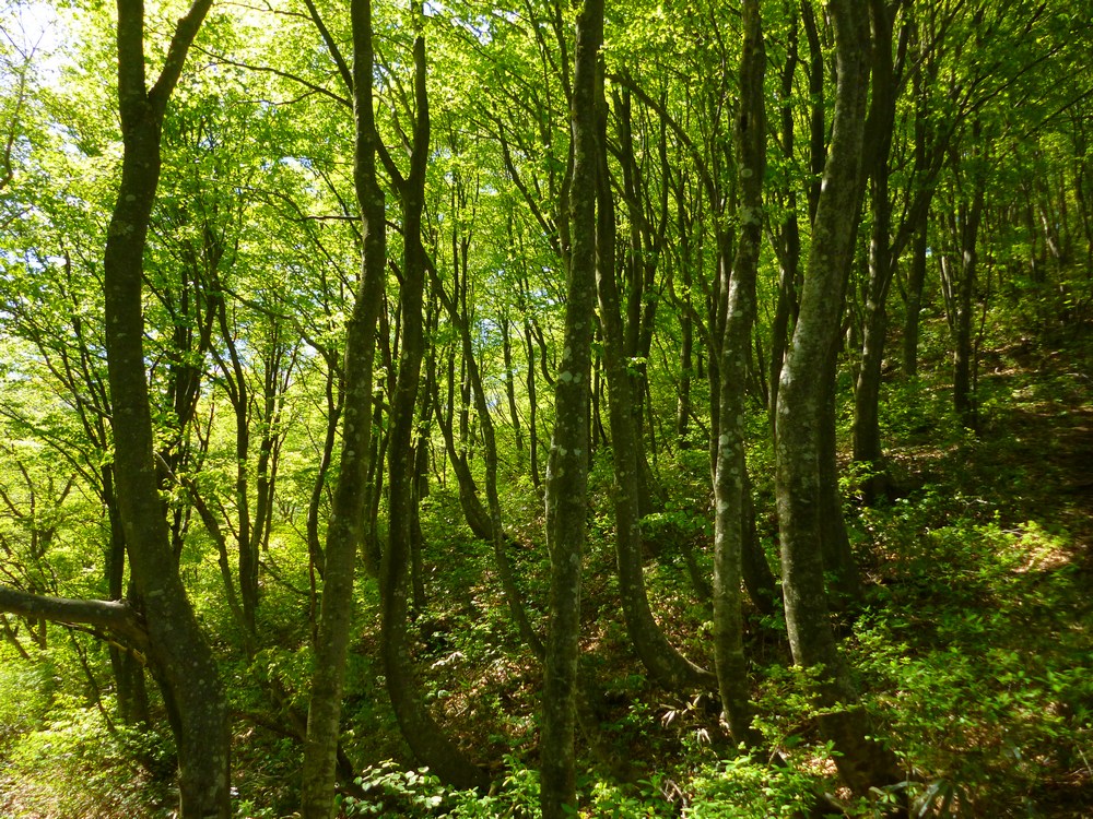 e0355083_20353912.jpg