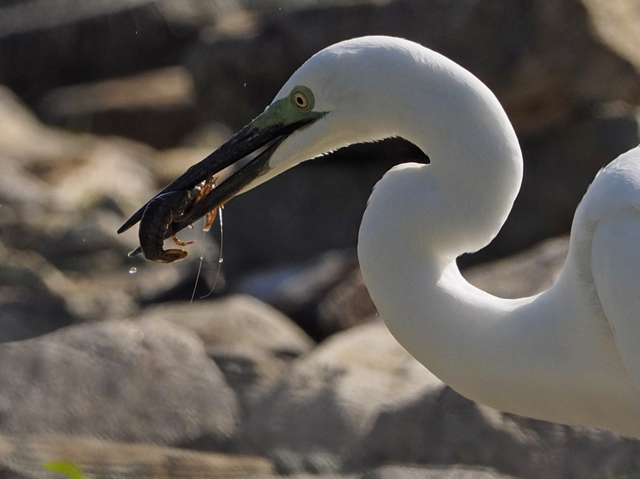 ダイサギ　LEICA DG VARIO-ELMAR 100-400mm_a0110584_20231516.jpg