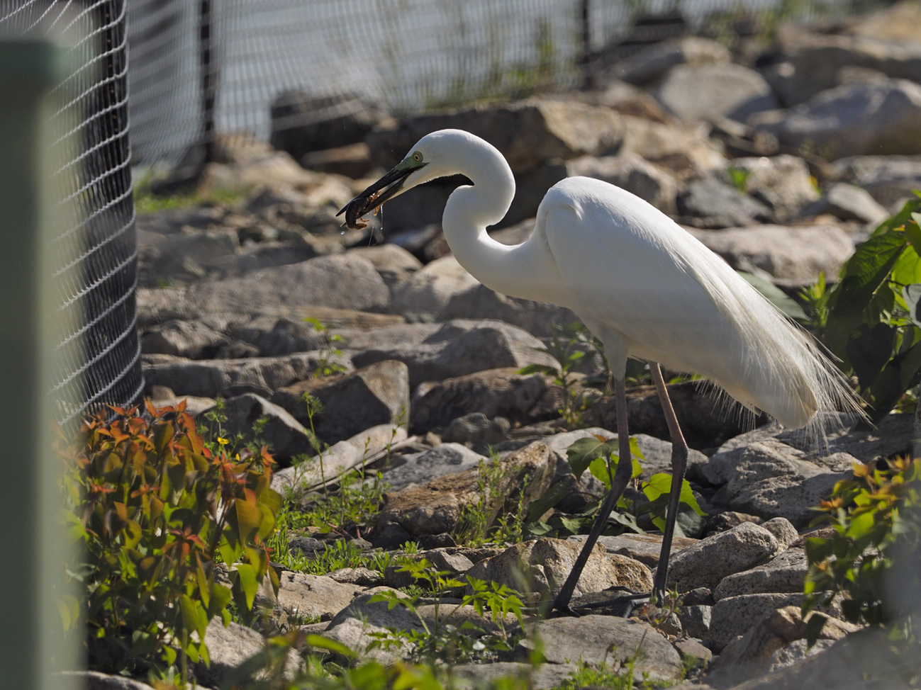 ダイサギ　LEICA DG VARIO-ELMAR 100-400mm_a0110584_20232012.jpg