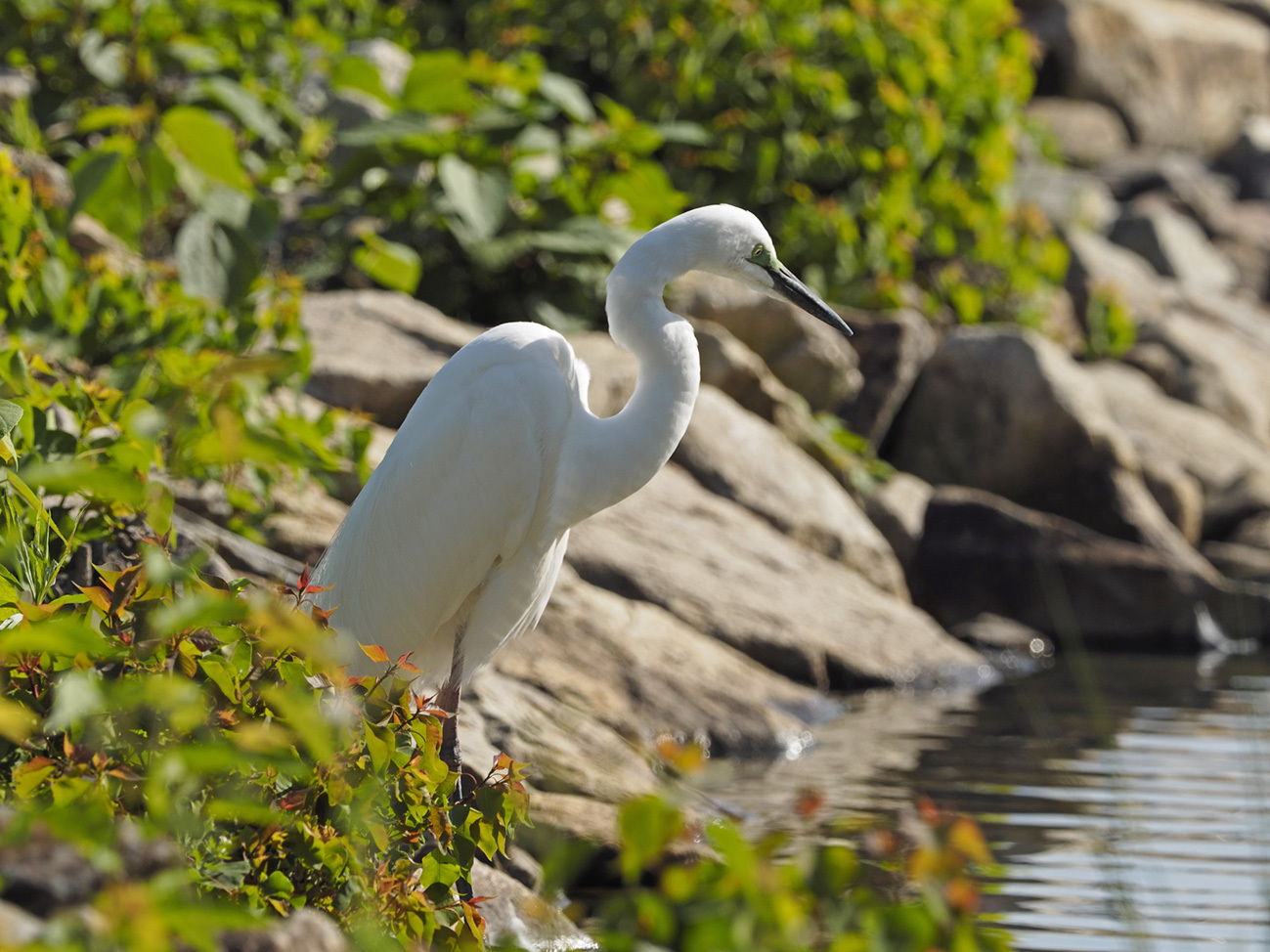 ダイサギ　LEICA DG VARIO-ELMAR 100-400mm_a0110584_20232885.jpg