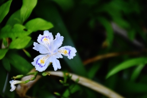 三室戸寺は花いっぱい_b0329186_07295579.jpg