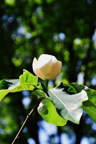 三室戸寺は花いっぱい_b0329186_07304659.jpg