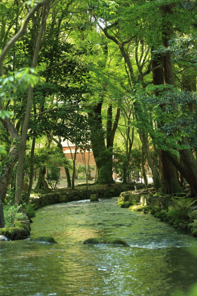 上賀茂神社_e0051888_348328.jpg