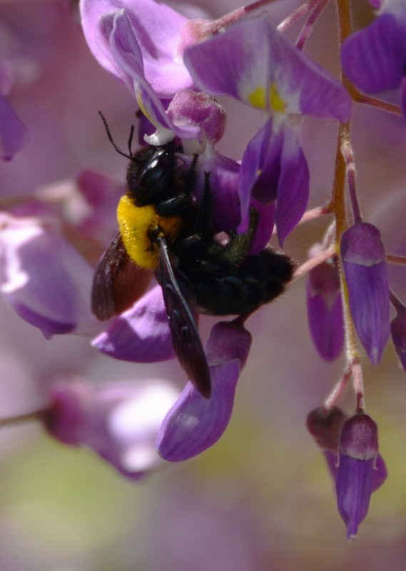 花にミツバチ・クマバチ_c0067690_18555540.jpg