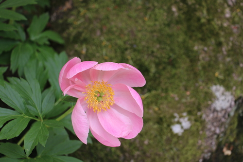 上野東照宮　ぼたん祭　・１３_c0075701_138214.jpg