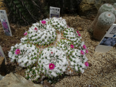 c0125501_0215537.jpg