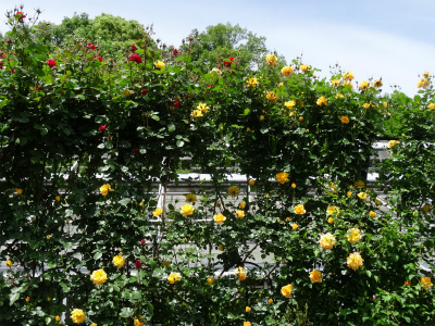 c0125501_0241432.jpg