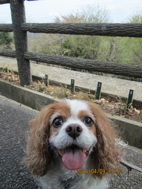 ２０１６年　お花見　三ツ石森林公園～桜川_d0132001_1204547.jpg