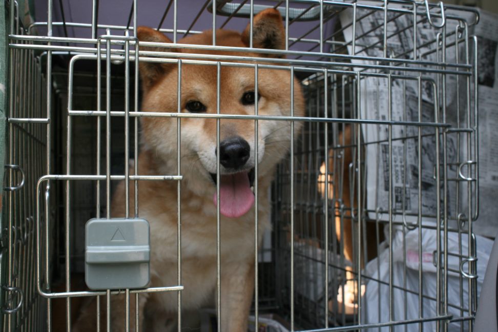 放棄された柴犬たち(5/1)_f0242002_0161180.jpg
