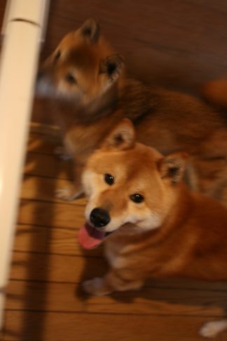 放棄された柴犬たち(5/1)_f0242002_0165589.jpg