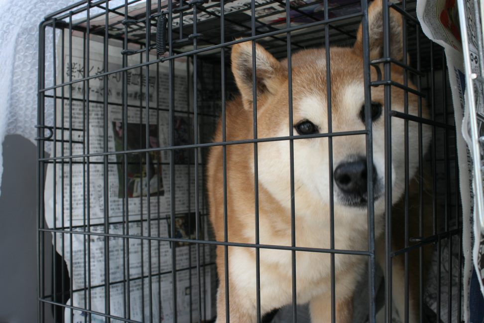 放棄された柴犬たち(5/1)_f0242002_02327100.jpg