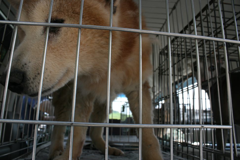 放棄された柴犬たち(5/1)_f0242002_0234442.jpg