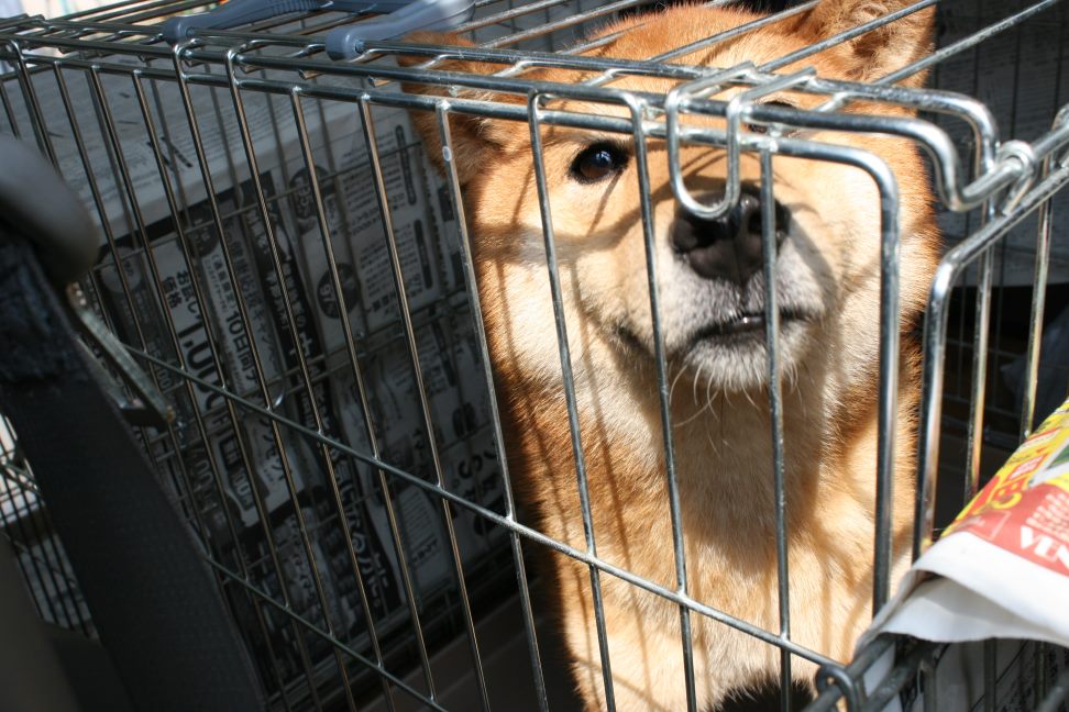 放棄された柴犬たち(5/1)_f0242002_0242557.jpg