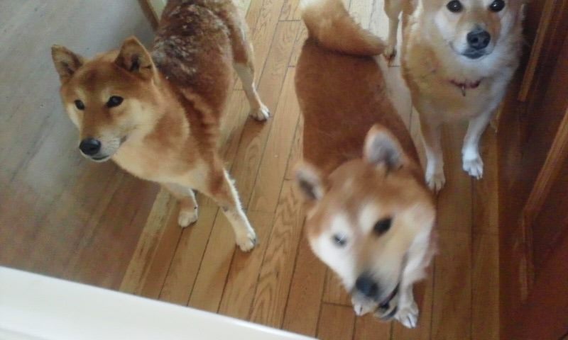 放棄された柴犬たち(5/1)_f0242002_025329.jpg