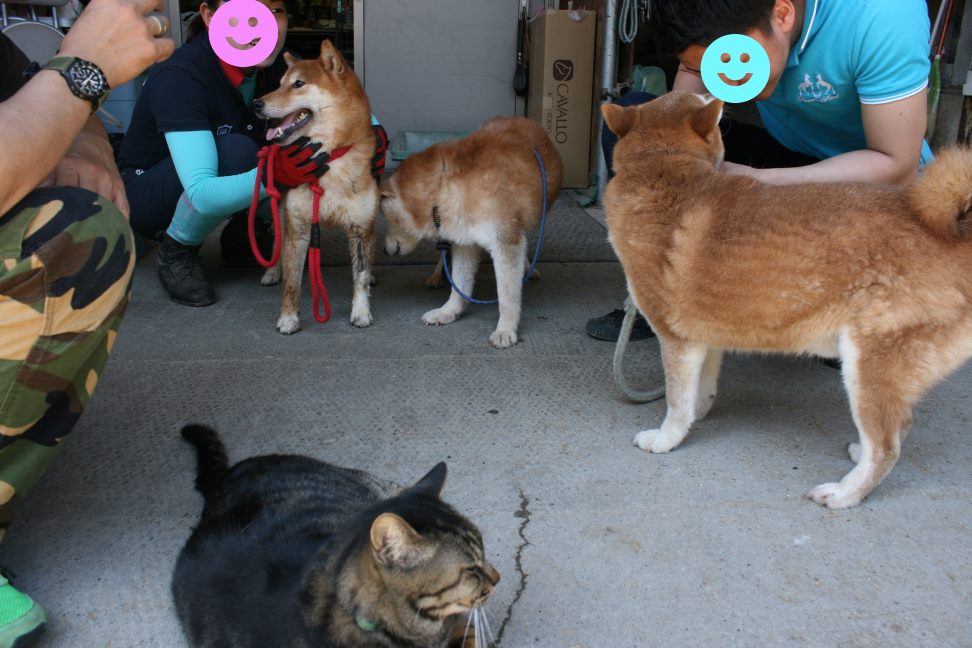放棄された柴犬たち(5/1)_f0242002_0332076.jpg