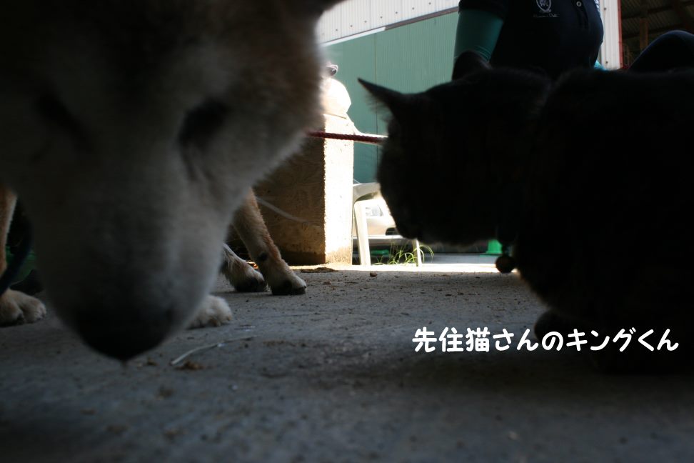 放棄された柴犬たち(5/1)_f0242002_034326.jpg