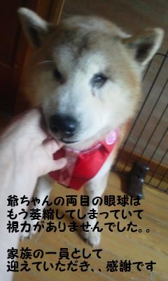 放棄された柴犬たち(5/1)_f0242002_0401325.jpg