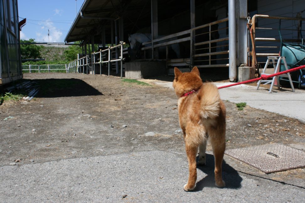 放棄された柴犬たち(5/1)_f0242002_0404232.jpg