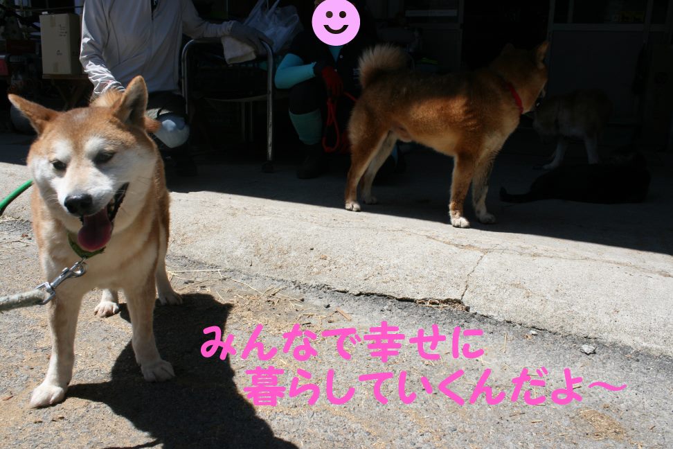 放棄された柴犬たち(5/1)_f0242002_041132.jpg