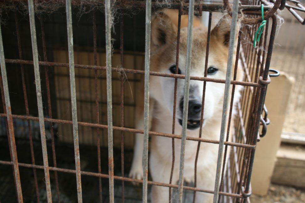 放棄された柴犬たち(5/1)_f0242002_05418.jpg