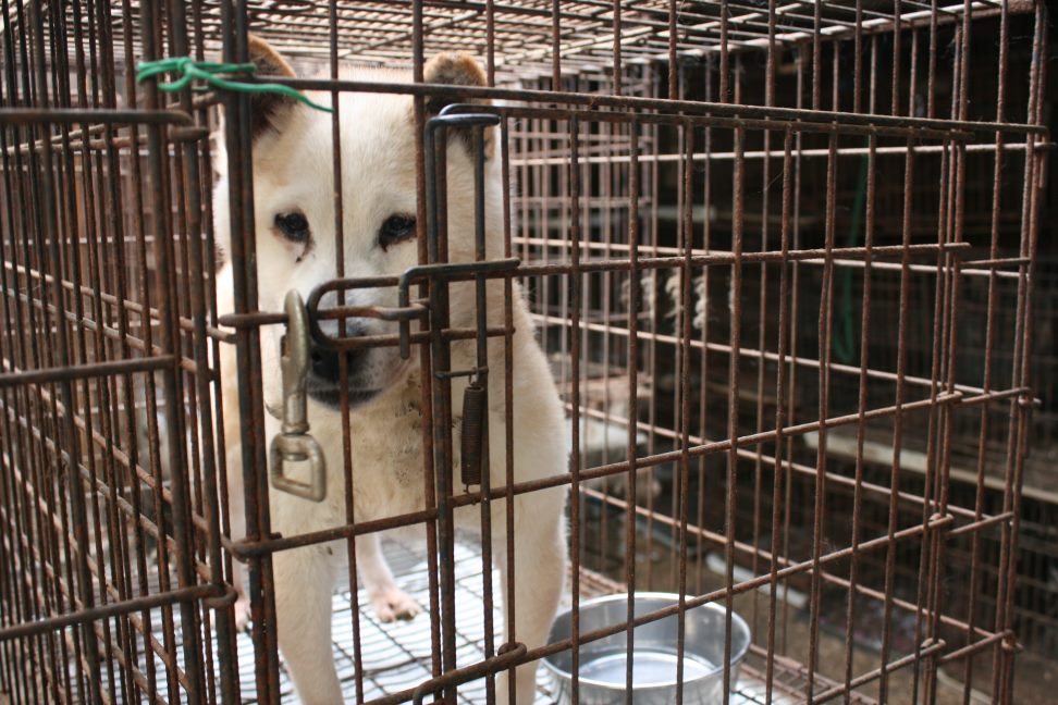 放棄された柴犬たち(5/1)_f0242002_0573124.jpg