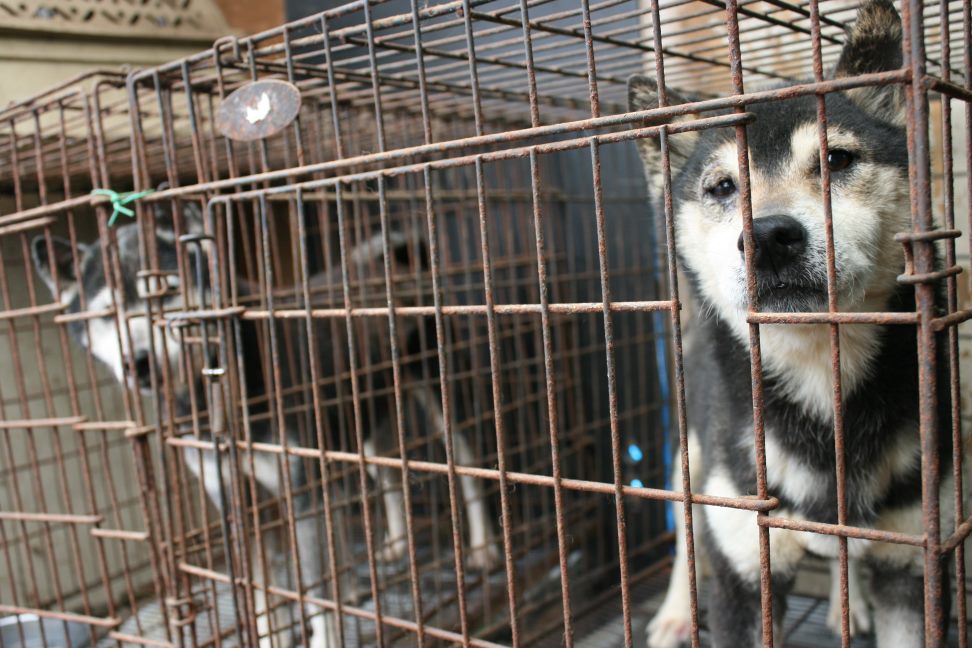 放棄された柴犬たち(5/1)_f0242002_1151563.jpg