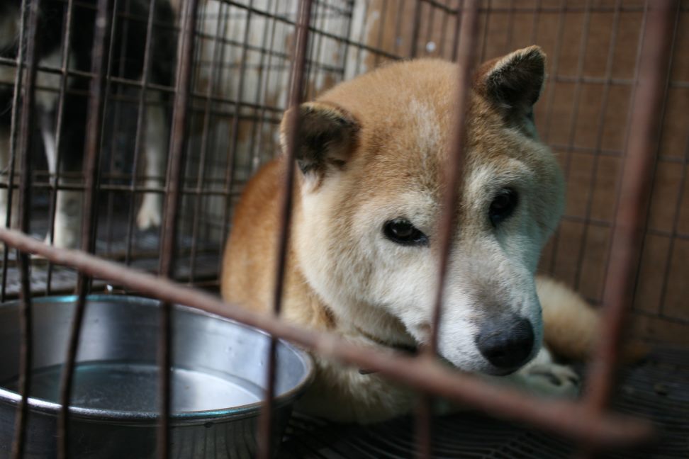 放棄された柴犬たち(5/1)_f0242002_1155412.jpg