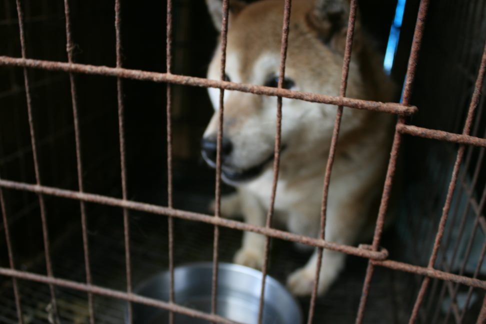 放棄された柴犬たち(5/1)_f0242002_1175888.jpg